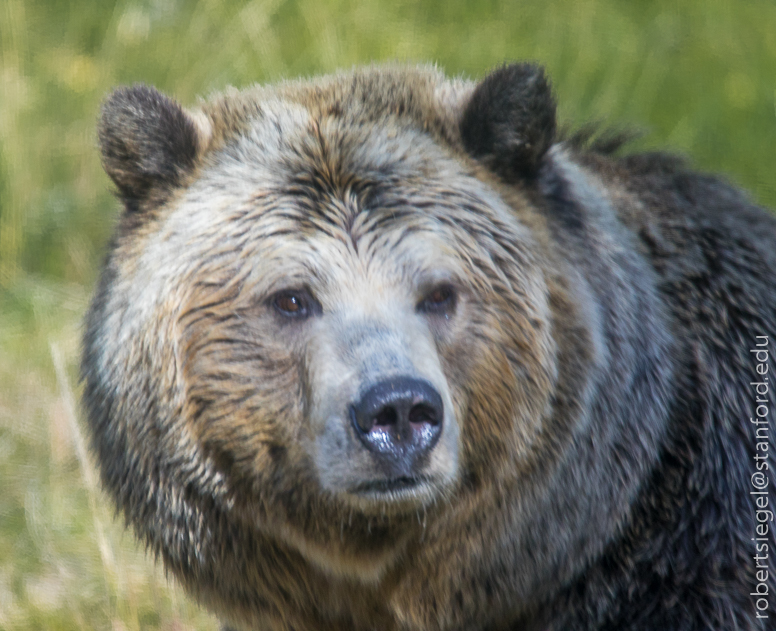 bear at sf zoo